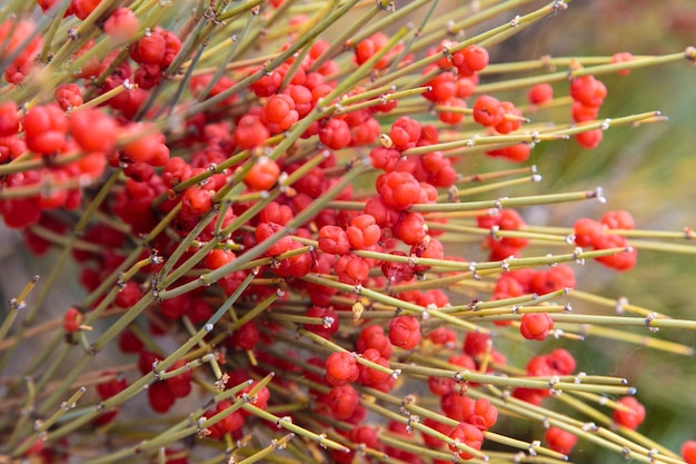 Ephedra is a genus of shrubs of the Oppressive class the genus of its family is Ephedra Ephedraceae or Ephedra Red berries narcotic plant natural background