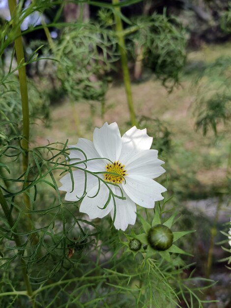 一時的な優雅さのコスモスの花、完全な素晴らしさ、自然デスクトップ 4k 壁紙