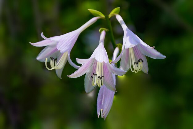 The ephemeral splendor of a flower in full bloom