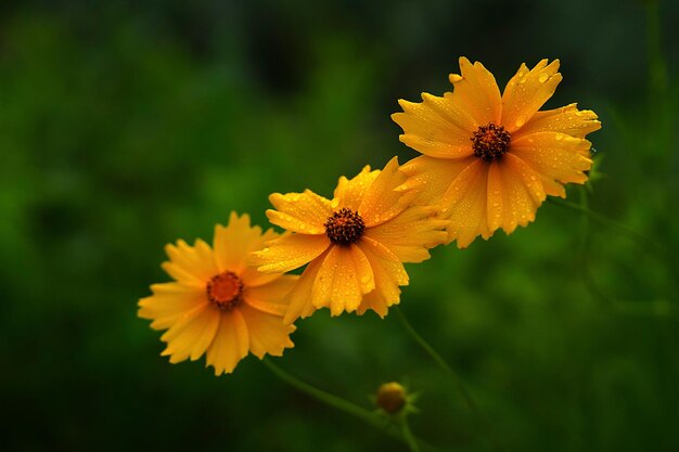 The ephemeral splendor of a flower in full bloom