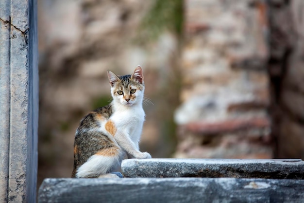 Ephesus Ancient city and cat, Izmir / Turkey