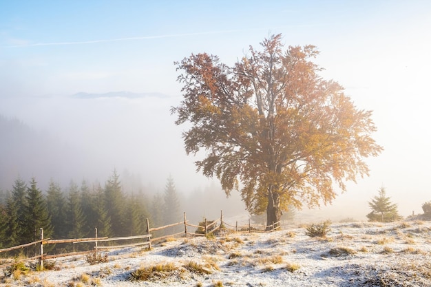 Epic Autumn landscape image of foggy morning above mountains with single old oak