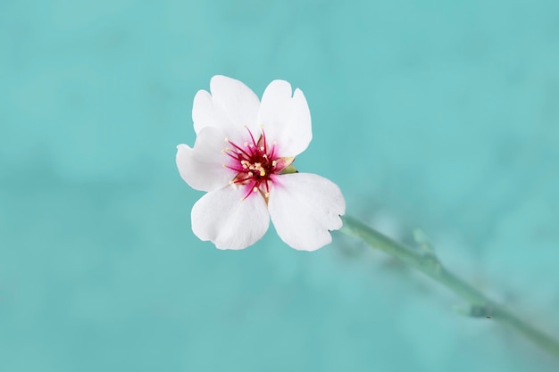 epic and pretty isolated almond blossom flower on blue, light blue, pastel background