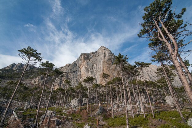 An epic view of a rocky mountain surrounded by a pine forest