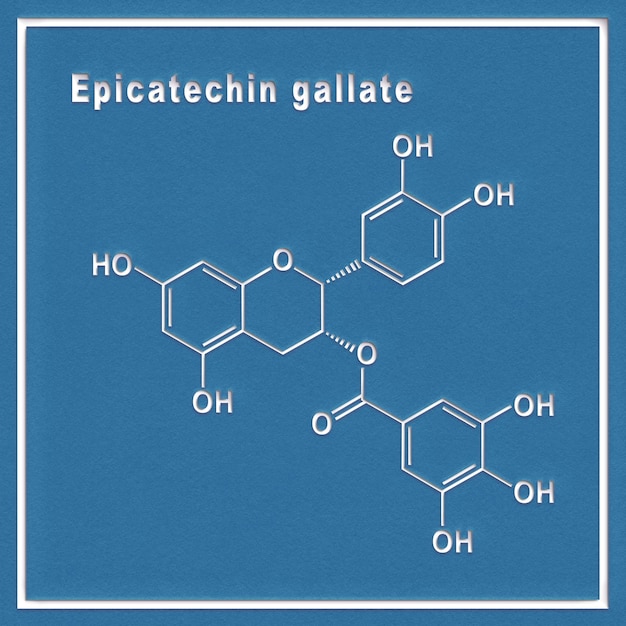 Epicatechin gallate, Structural chemical formula on a white background