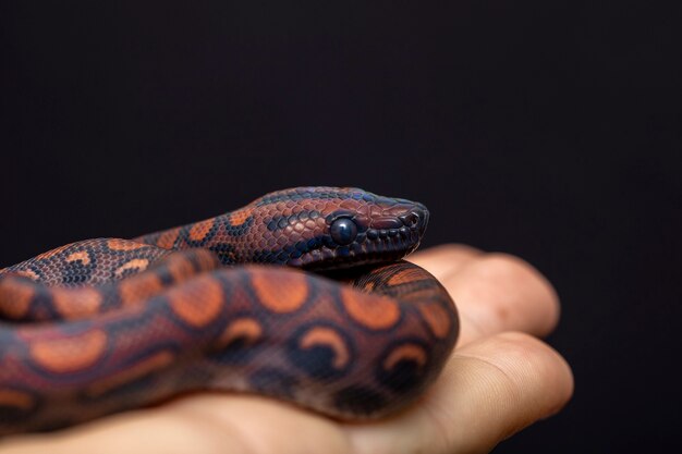 Epicrates cenchria is a boa species endemic to Central and South America. Common names include the rainbow boa, and slender boa.