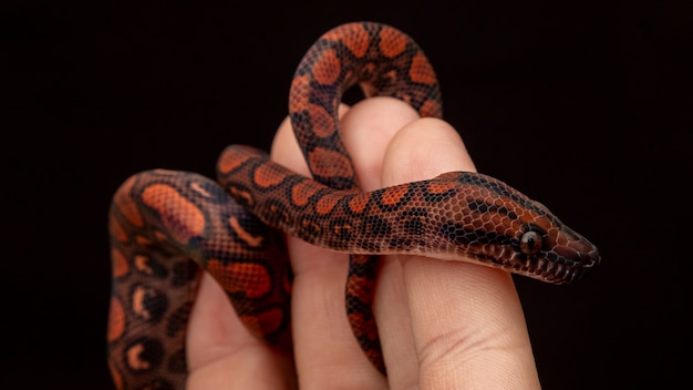 Epicrates cenchria is a boa species endemic to Central and South America. Common names include the rainbow boa, and slender boa.