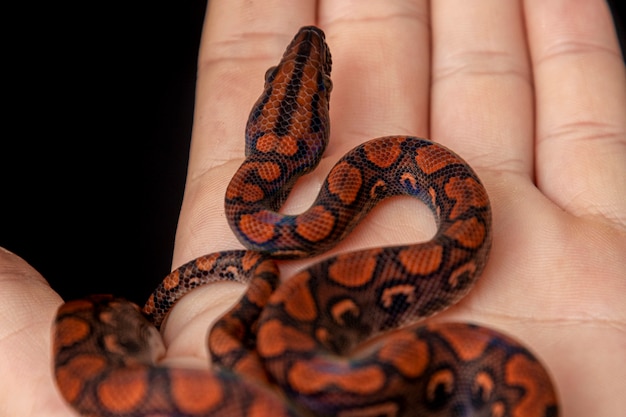 Epicrates cenchria is a boa species endemic to Central and South America. Common names include the rainbow boa, and slender boa.