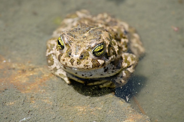 Epidalea calamita 또는 Runner 두꺼비, Bufonidae 가족의 개구리 종.