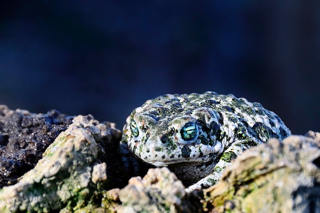 Epidalea calamita или бегунья жаба, разновидность лягушек семейства Bufonidae.