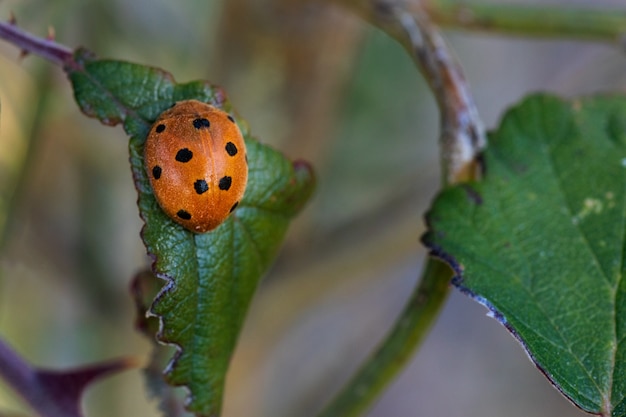 Epilachna argus。その自然環境のカブトムシ。