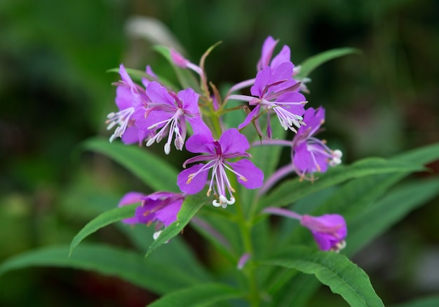 Epilobium of wilgenroosje, wilgenkruidbloem. Bloeiende uitloper, Epilobium angustifolium. Wilgenroosje (Rosebay Willowherb).