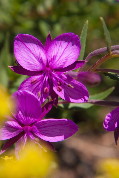 Epilobium