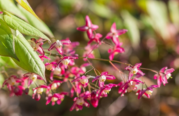 Epimedium flourishing in the botanical garden