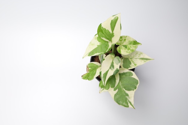 사진 흰색 배경에서 epipremnum aureum