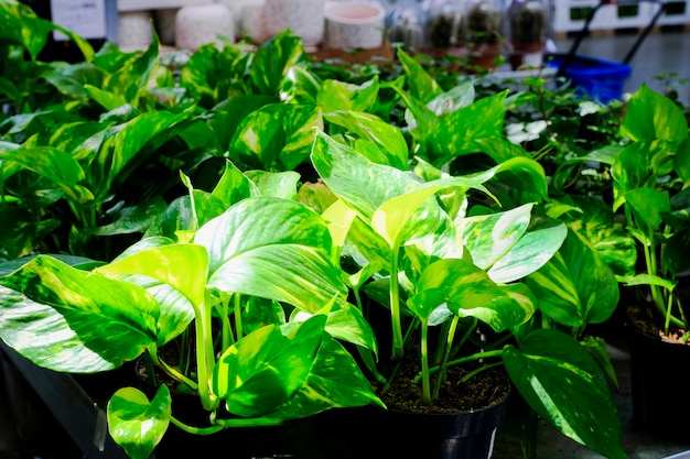 Foto epipremnum aureumis aspeciesofflowering plantin the arumfamilyaraceae pianta in un vaso da vicino. vendita in negozio. messa a fuoco selettiva