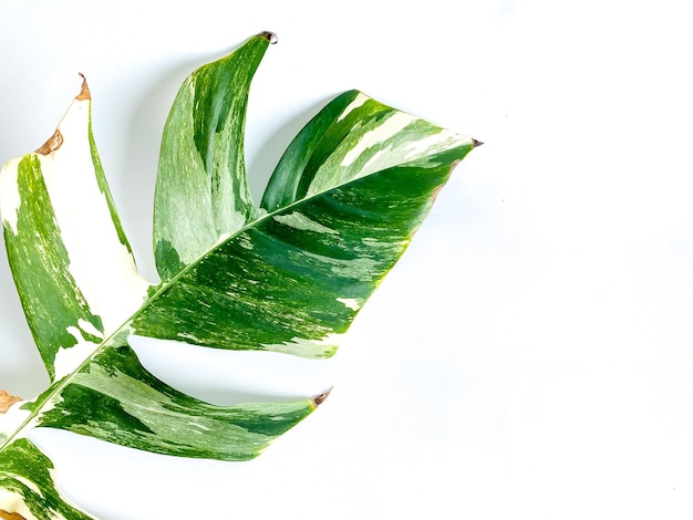 Epipremnum Pinnatum Variegate Leave on the white background