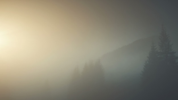 Epische kettingheuvel boshelling landschap luchtfoto mistig groenblijvend bos berglandschap dieren in het wild