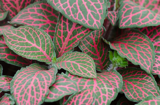 Episcia bladachtergrond