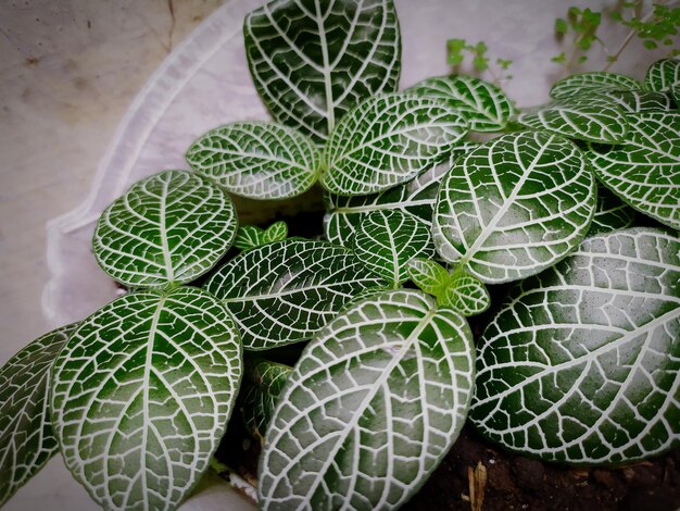 Episcia green