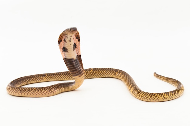 Foto equatorial spitting cobra o golden spitting cobra serpente naja sumatrana su sfondo bianco