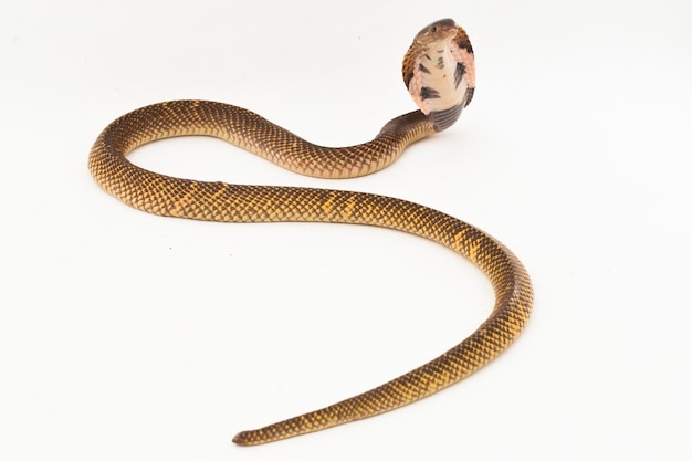 Equatorial Spitting cobra or Golden Spitting Cobra snake Naja sumatrana on white background