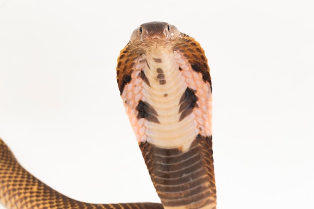 Foto equatoriale spitting cobra of golden spitting cobra slang naja sumatrana op witte achtergrond