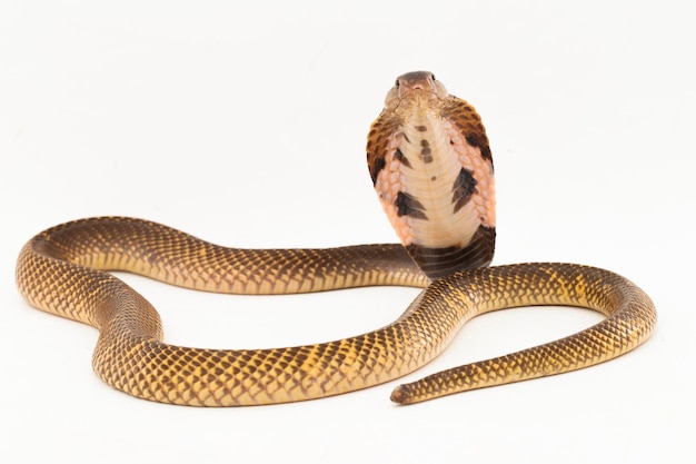 Foto equatoriale spitting cobra of golden spitting cobra slang naja sumatrana op witte achtergrond