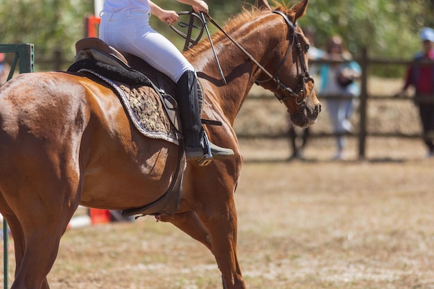 馬術スポーツ牧場で茶色の馬に乗って制服を着た人