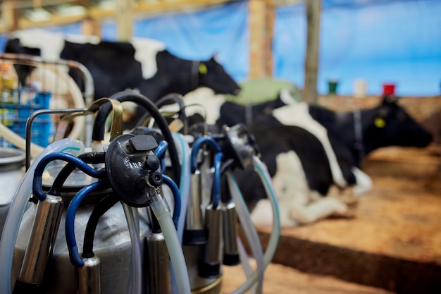 Foto attrezzature per la produzione di latte, allevamenti e allevamento