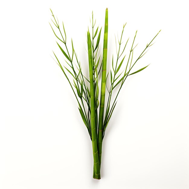 Photo equisetum hyemale lush green a horsetail frond primitive vas isolated on white background clean