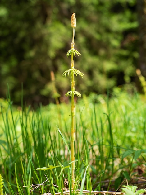 Equisetum sylvaticum Деревянный росток хвоща с мелкой глубиной резкости