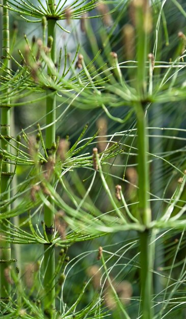 Photo equisetum