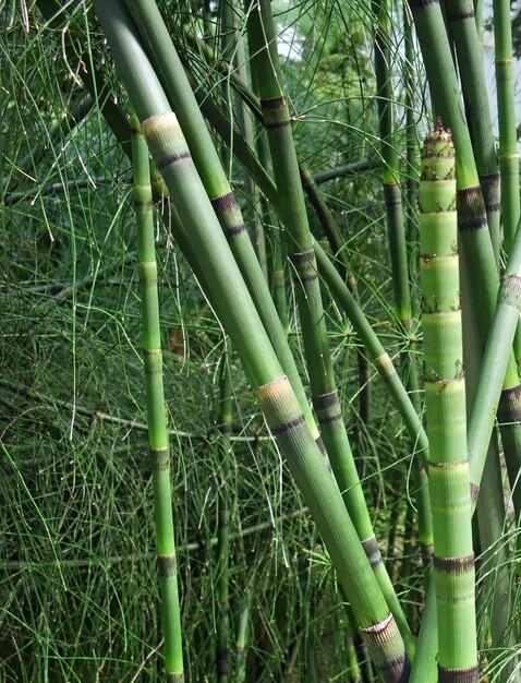 Equisetum