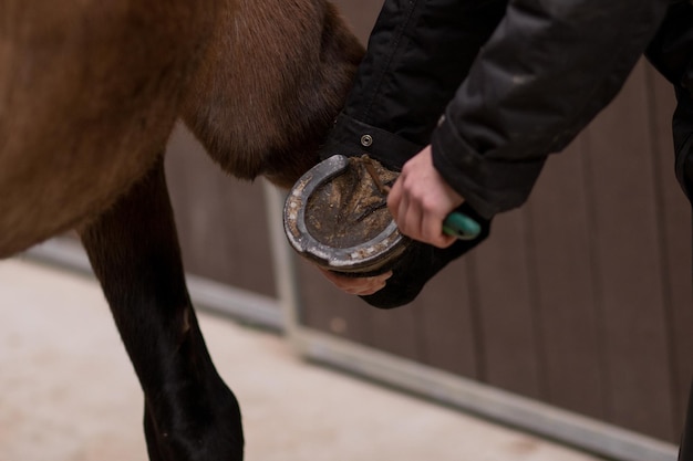 Equitation paardensport manege paddock apparatuur voor het beslaan van dieren Dierenarts zorg hoefdier zoogdier