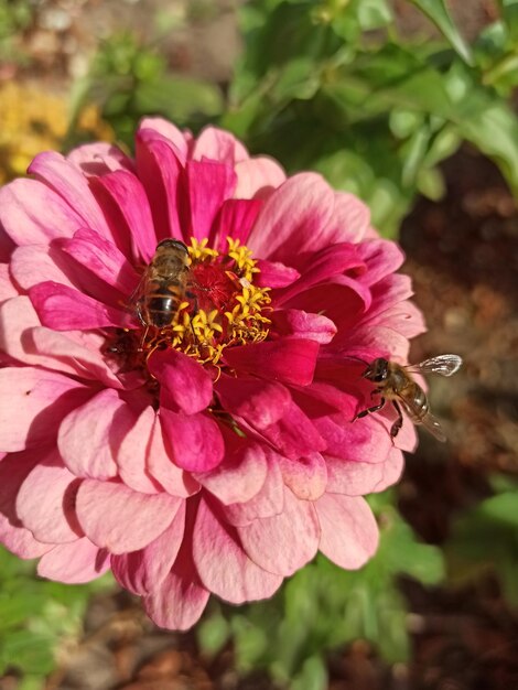 er groeit een mooie roze chrysant in de tuin en de