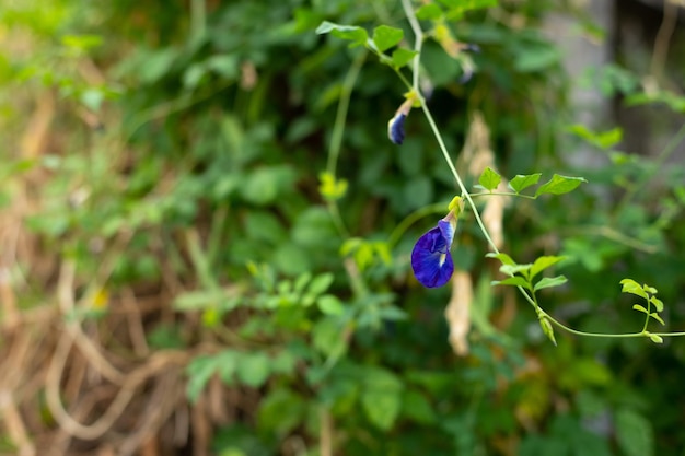 Er groeit een paarse bloem aan een plant.