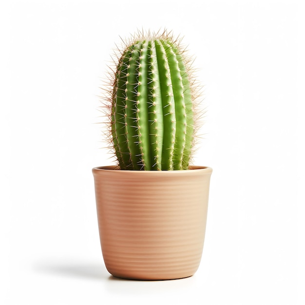 er is een cactus in een pot op een witte achtergrond Generatieve AI