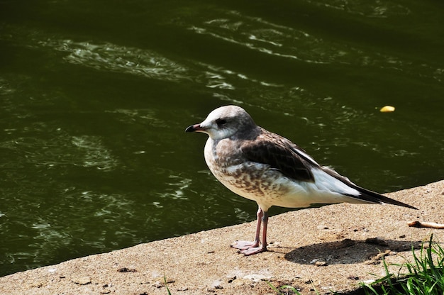 Foto er is een kleine zeemeeuw op de stenen voet van de vijver. zeemeeuw op de achtergrond van een vijver in een stadspark.