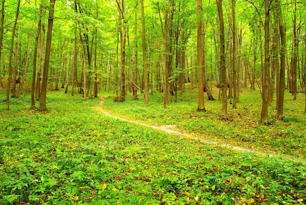 Er is een pad in het groene bos