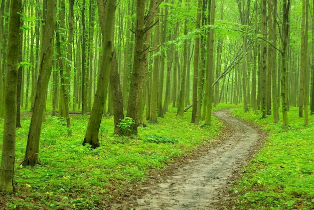 Er is een pad in het groene bos