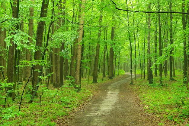 Er is een pad in het groene bos