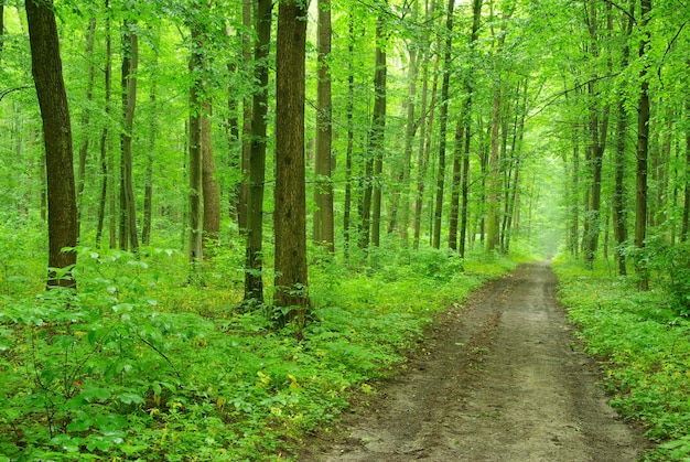 Er is een pad in het groene bos