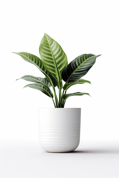 Er is een plant die generatief in een witte pot zit