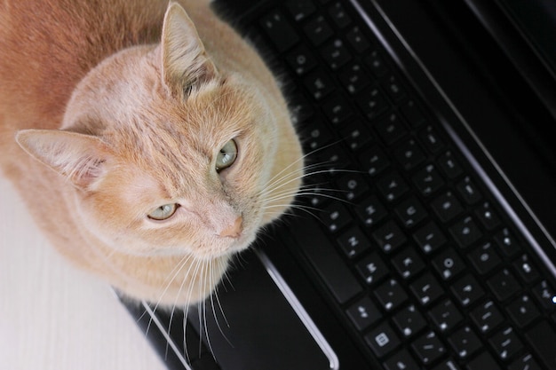 Er is een rode kat op een zwart laptoptoetsenbord. detailopname