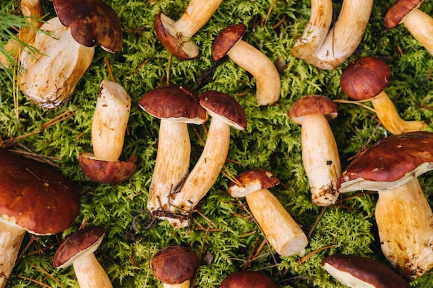 Er liggen veel paddenstoelen in het bos op groen mos Veel Poolse mospaddenstoelen