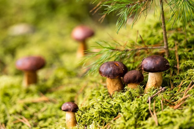 Er liggen veel paddenstoelen in het bos op groen mos Veel Poolse mospaddenstoelen