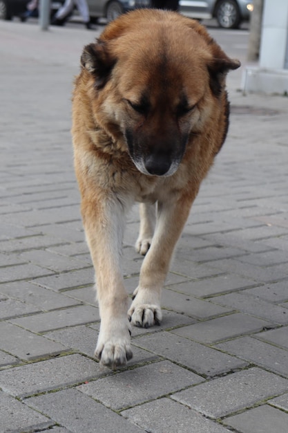 Er loopt een hond op straat