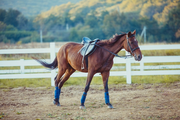 Er loopt een prachtig bruin paard rond de boerderij