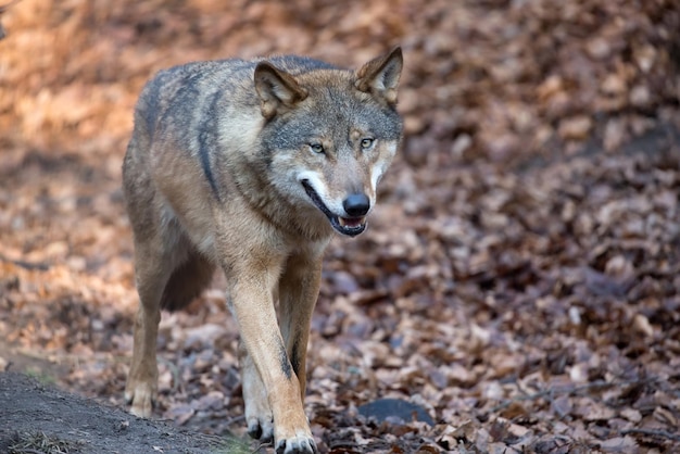 Er loopt een wolf door het bos.